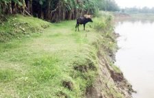 কমলগঞ্জে ধলাই নদীর ভাঙন, ঝুঁকিতে রামপাশাবাসী