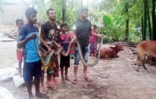 লাউয়াছড়া উদ্যানে অবমুক্ত অজগর সাপ