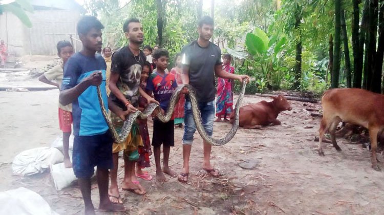 লাউয়াছড়া উদ্যানে অবমুক্ত অজগর সাপ
