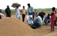 লক্ষ্যমাত্রার অর্ধেক বোরো ধান সংগ্রহ করেছে সরকার