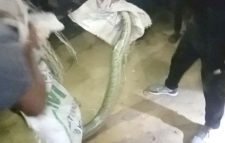 জুড়ীতে ৮ ফুট লম্বা অজগর আটক