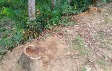 রেলের ভূমির গাছ বিক্রি : উপ-সহকারি প্রকৌশলীর বিরুদ্ধে মামলা