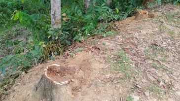 রেলের ভূমির গাছ বিক্রি : উপ-সহকারি প্রকৌশলীর বিরুদ্ধে মামলা