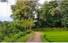 জুড়ীর লাঠিটিলায় হচ্ছে  বঙ্গবন্ধু সাফারি পার্ক