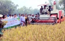 শ্রীমঙ্গলে ধান কাটা উদ্বোধন করলেন ডিসি