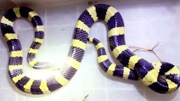 বাসার ভেতর থেকে বিষাক্ত শঙ্খিনী সাপ উদ্ধার