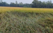 ঘূর্ণিঝড় ‍‍`মিধিলির‍‍` প্রভাব শ্রীমঙ্গলে দিনব্যাপী বৃষ্টিতে স্থবির জনজীবন; ব্যাপক ক্ষতি ফসলের