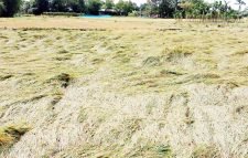 ঘুর্ণিঝড় মিধিলির প্রভাবে আমন ধান ও শীতকালীন সবজীর ব্যাপক ক্ষতি