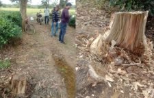 পাত্রখোলা চা বাগান থেকে আকাশমনি গাছ চুরি