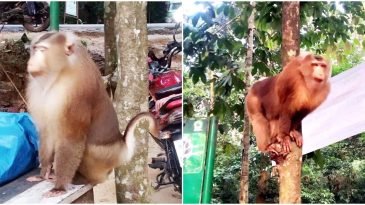 কমলগঞ্জের লাউয়াছড়া বনে উল্টোলেজি বানর