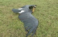 অসুস্থ মদনটাক পাখি উদ্ধার