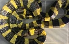 শ্রীমঙ্গলে প্রধান শিক্ষকের বাসা থেকে বিষাক্ত শঙ্খিনী সাপ উদ্ধার