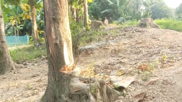 অর্ধশত সেগুন গাছ উধাও! বনবিভাগসহ সংশ্লিষ্ট কর্তৃপক্ষও নীরব
