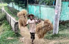 শ্রীমঙ্গল উপজেলার বিভিন্ন গ্রাম ঘুরে দেখা যায় পুরোদমে চলছে ধান কাটা ও মাড়াইয়ের কাজ