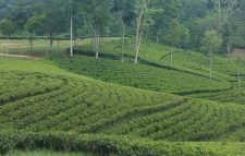 গত বছরের তুলনায় ৮৩ লাখ কেজি চা বেশি উৎপাদন