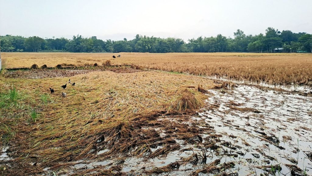 মৌলভীবাজারে আবারও বৃষ্টি: নষ্ট হচ্ছে আমন ধান ও শীতকালীন সবজী