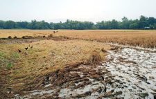 মৌলভীবাজারে আবারও বৃষ্টি: নষ্ট হচ্ছে আমন ধান ও শীতকালীন সবজী