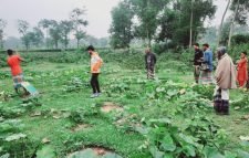 জুড়ীতে রাতের আঁধারে কৃষকের ফসল লন্ডভন্ড করেছে দুর্বৃত্তরা