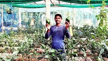 শ্রীমঙ্গলে প্রথমবারের মতো ‘ক্যাপসিকাম’ চাষে ব্যাপক সফলতা