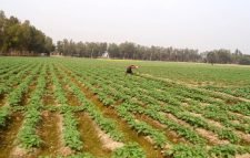 তীব্র শীতে ক্ষতিগ্রস্ত বোরো ধানের বীজতলা