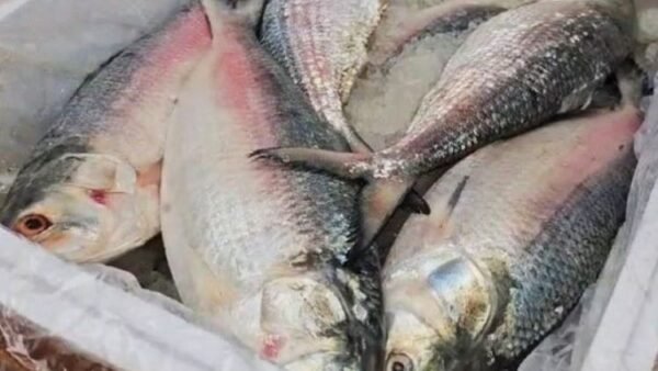 প্রথম চালানে  ১২ মেট্রিক টন ইলিশ| পাঠালো  ভারতে বাংলাদেশ