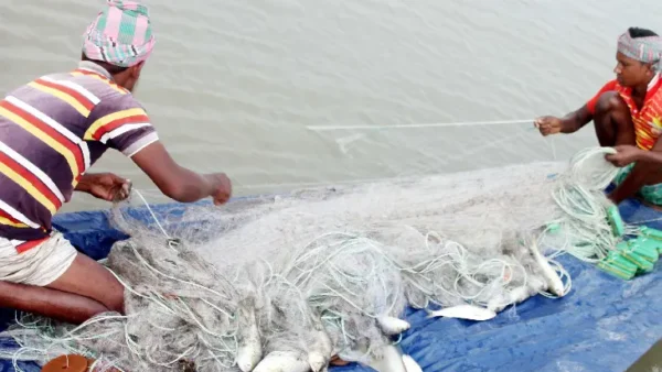 আজ মধ্যরাত থেকে ইলিশ ধরায় ২২ দিনের নিষেধাজ্ঞা