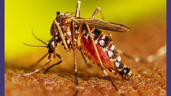 গত ২৪ ঘণ্টায় সারাদেশে ডেঙ্গুতে ৫৮৩ জন আক্রান্ত, মৃত্যু ৩