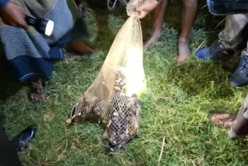 সুনামগঞ্জে শি কা রী দে র ফাঁ*দ থেকে ২০০ পাখি উদ্ধার