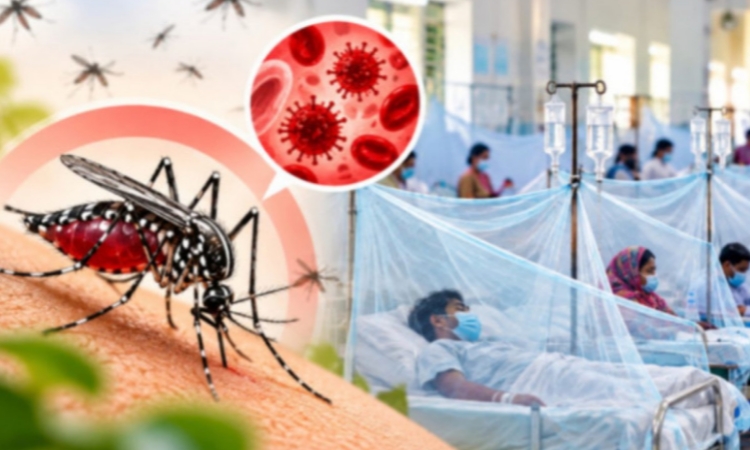 ডেঙ্গুতে ২৫ দিনে ১৪৪ মৃত্যু, নতুন আক্রান্ত ২২১৮
