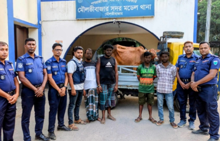 মৌলভীবাজারে চুরি হওয়া দুই গরু উদ্ধার, পিকআপসহ আটক ৪