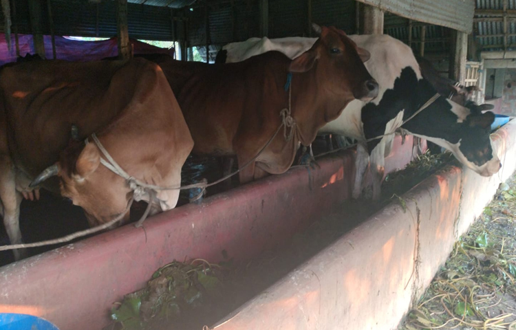 ১০ কেদার জমিতে ডেইরি ফার্ম গড়ে দৃষ্টান্ত স্থাপন প্রবাসী শাহিন মিয়ার